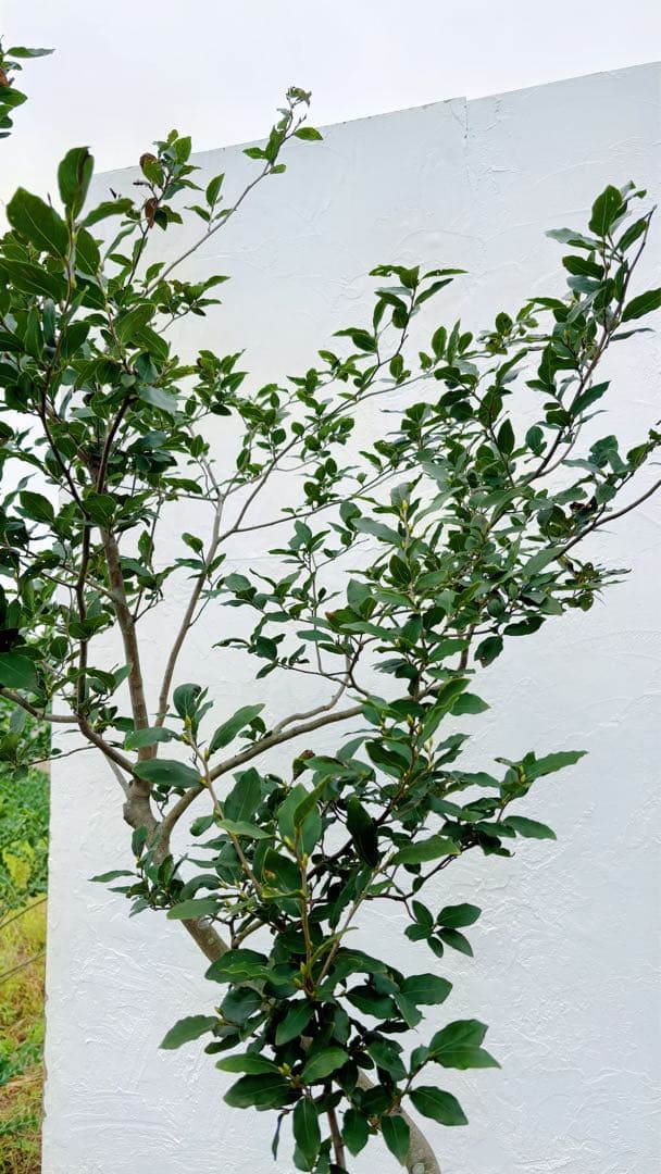 masuma 超逸品。山採りヤマコウバシ2.3M(鉢底から) 幅1.0M