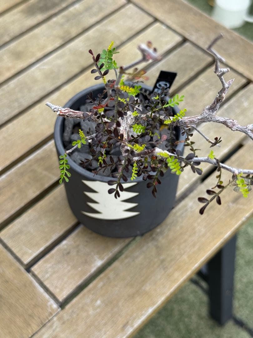 オペルクリカリアパキプス　VALIEM鉢付き