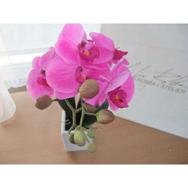 エミリオ・ロバEMILIO ROBBA胡蝶蘭２本立て未使用品