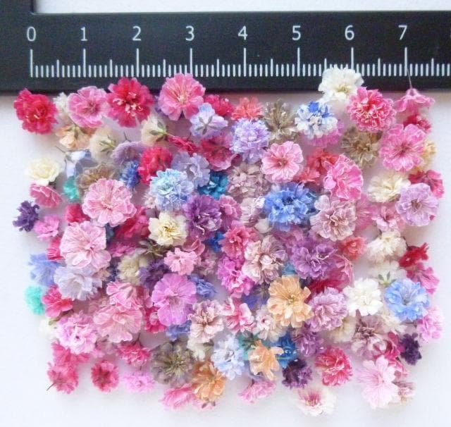 パール‎‎様◆【訳あり】かすみ草♡（ 734 ドライフラワー パーツ レジン)