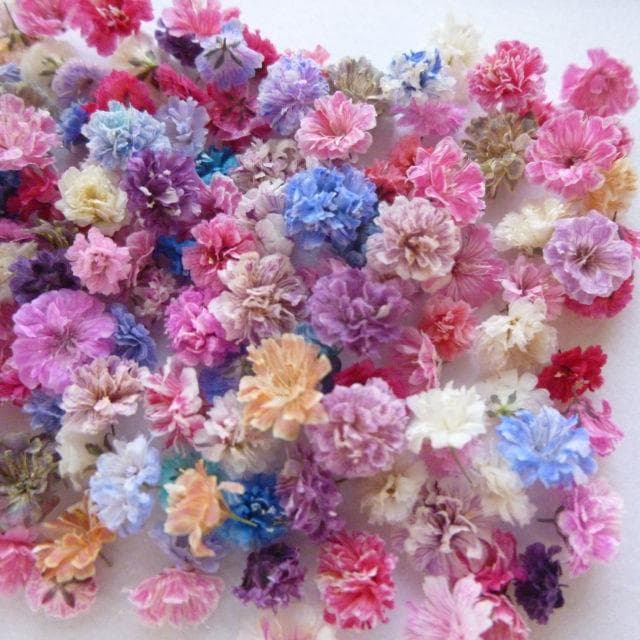 パール‎‎様◆【訳あり】かすみ草♡（ 734 ドライフラワー パーツ レジン)