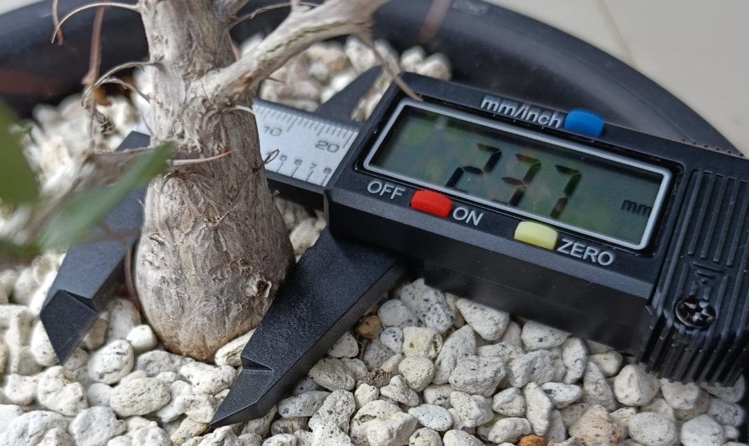 フォークイエリア コルムナリス 観峰玉　№6