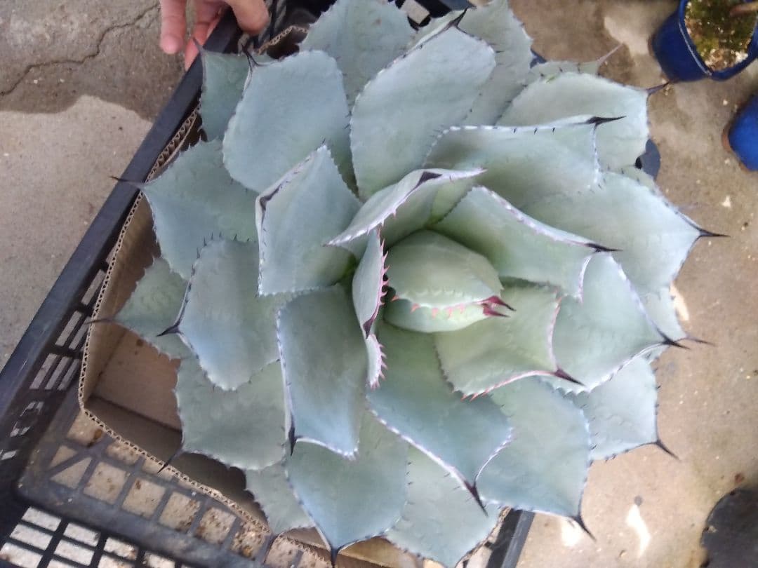 アガベ　姫吉祥天　特大43センチ❗