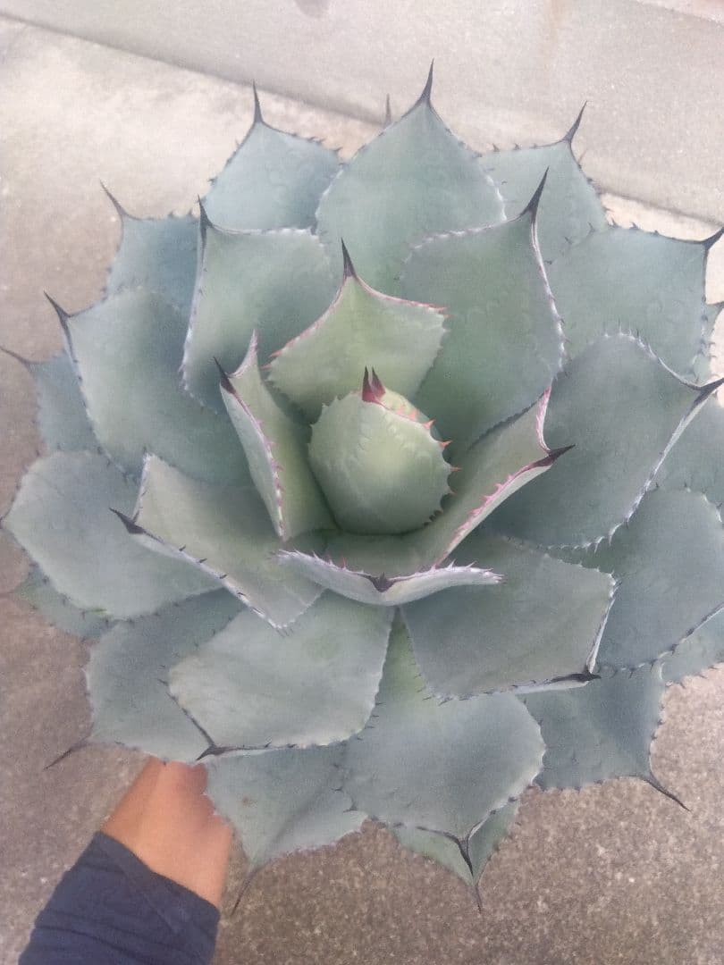 アガベ　姫吉祥天　特大43センチ❗