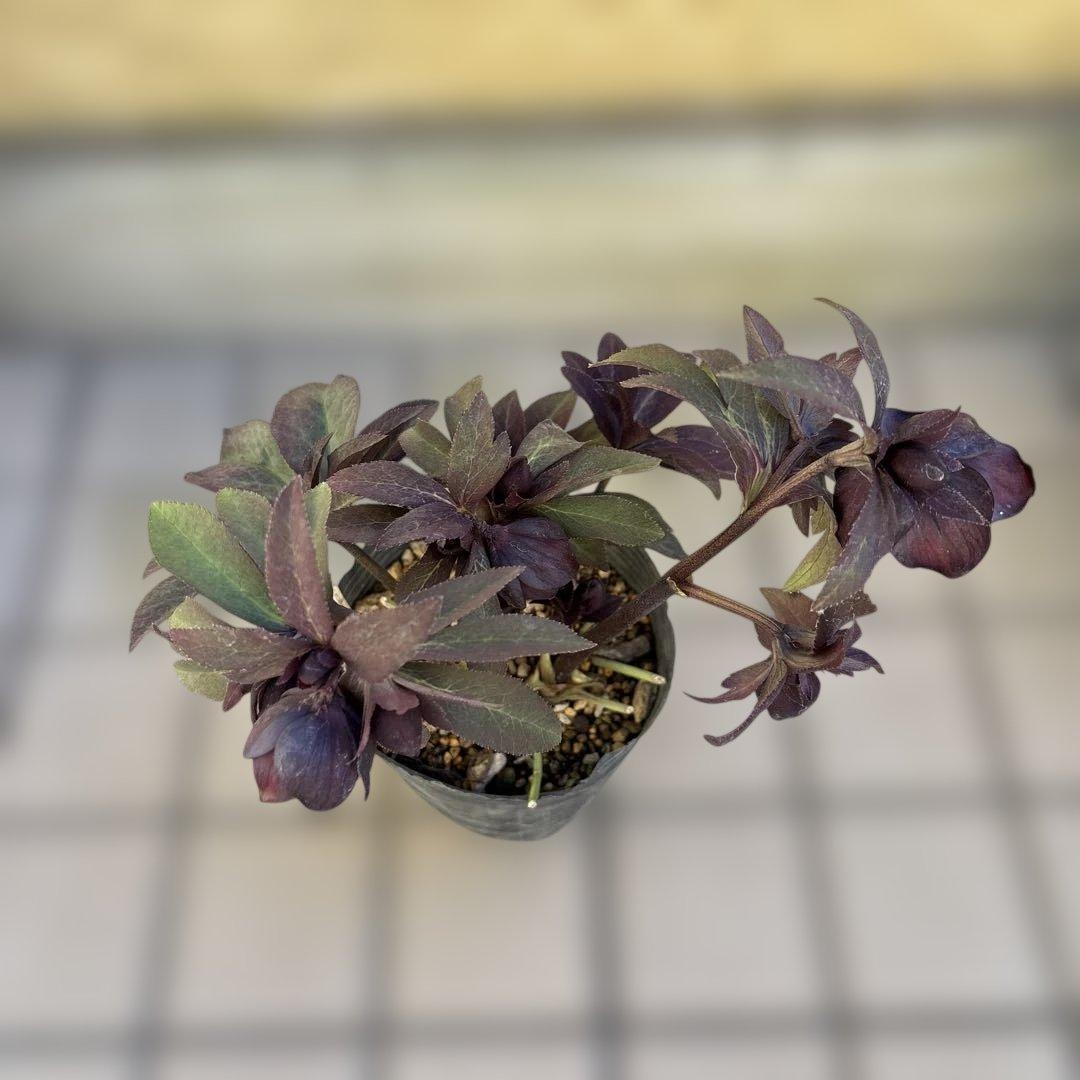 加藤農園　マットブラック　クリスマスローズ　開花株　現品　匿名発送　交配タグ付き