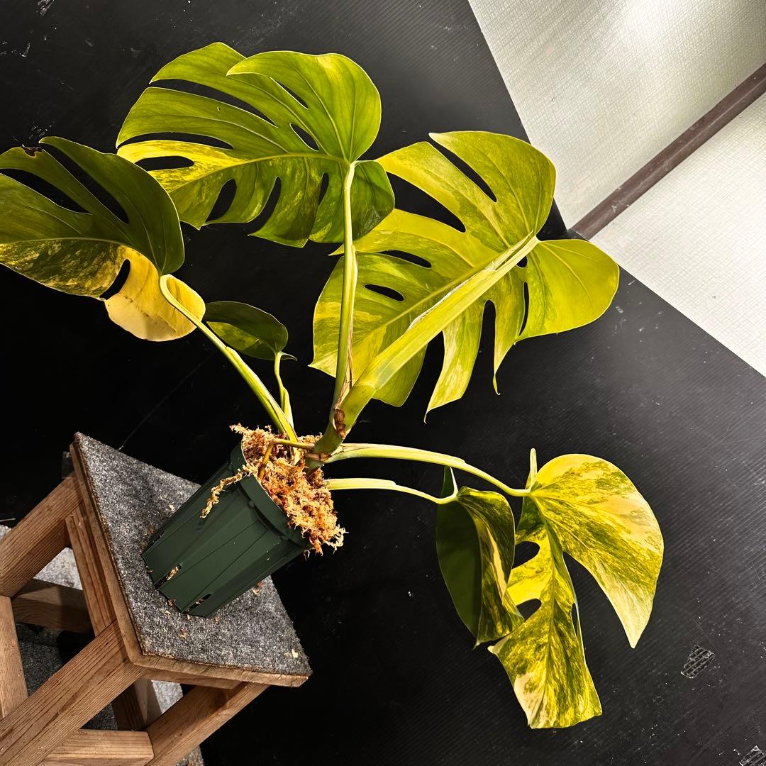 T*o様 斑入りモンステラボルシギアナオーレア黄斑67㎝/検索→イエローマリリン