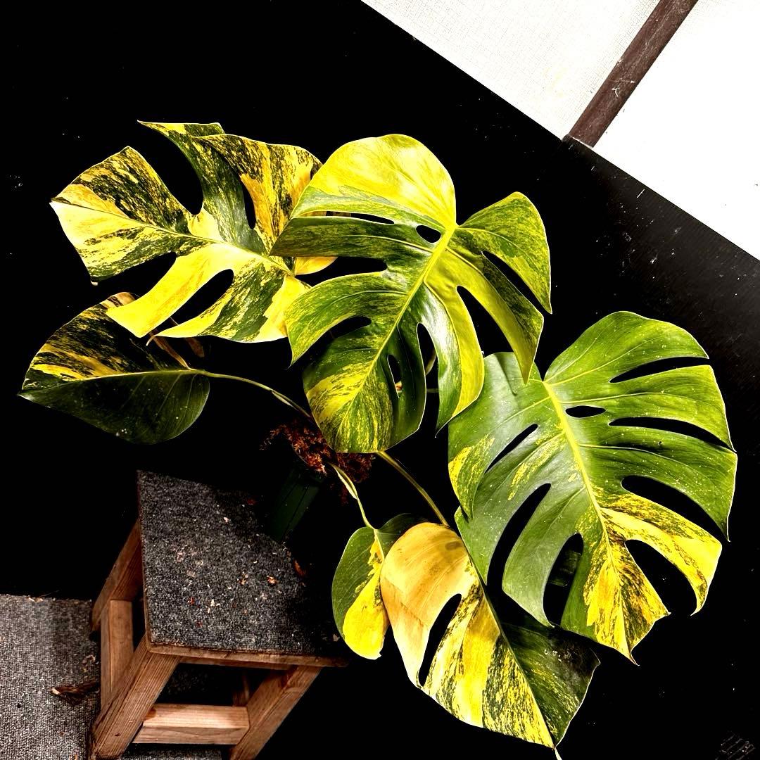 T*o様 斑入りモンステラボルシギアナオーレア黄斑67㎝/検索→イエローマリリン