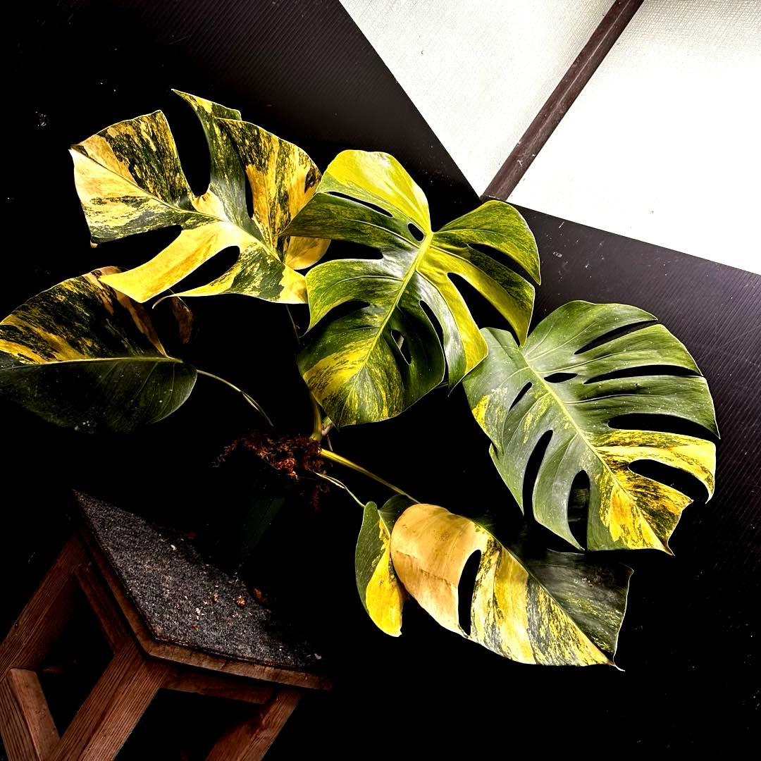 T*o様 斑入りモンステラボルシギアナオーレア黄斑67㎝/検索→イエローマリリン