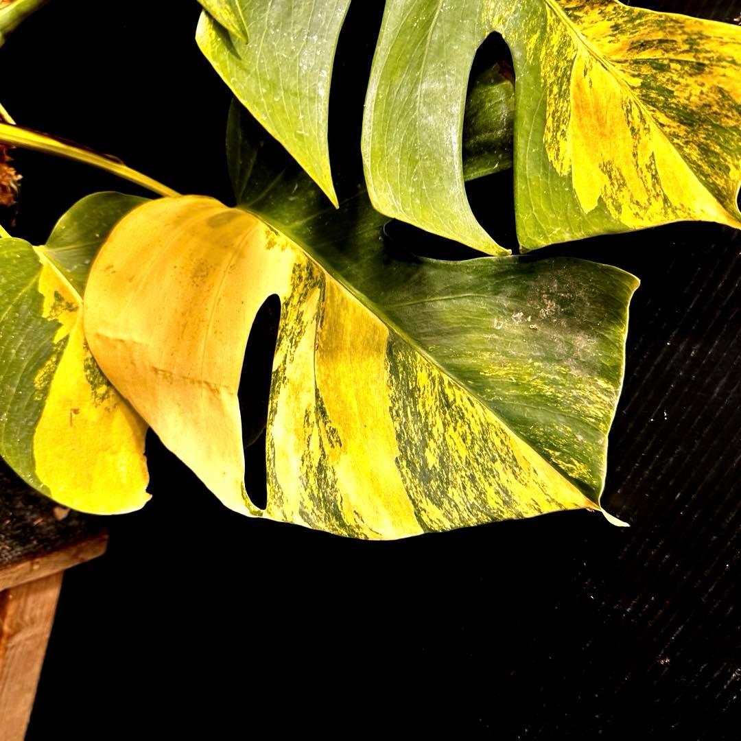 T*o様 斑入りモンステラボルシギアナオーレア黄斑67㎝/検索→イエローマリリン