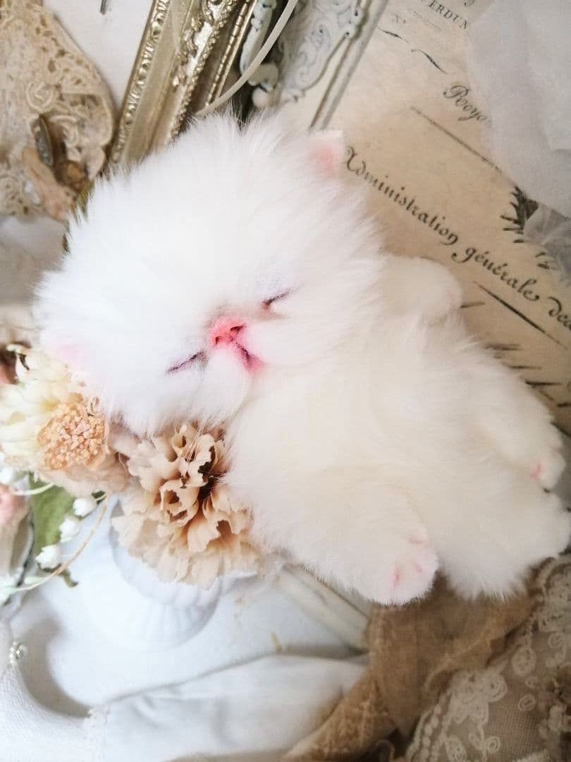 ポッケにゃん♡おねむ♡エキゾチック子猫ちゃん♡アートドール♡ぬいぐるみ♡