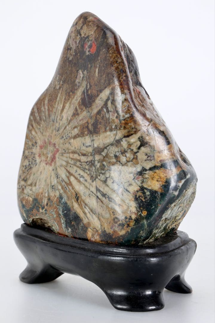 根尾谷 菊花石 サバ菊 八重一輪 紋石 共箱 台座付 872g 鑑賞石 水石