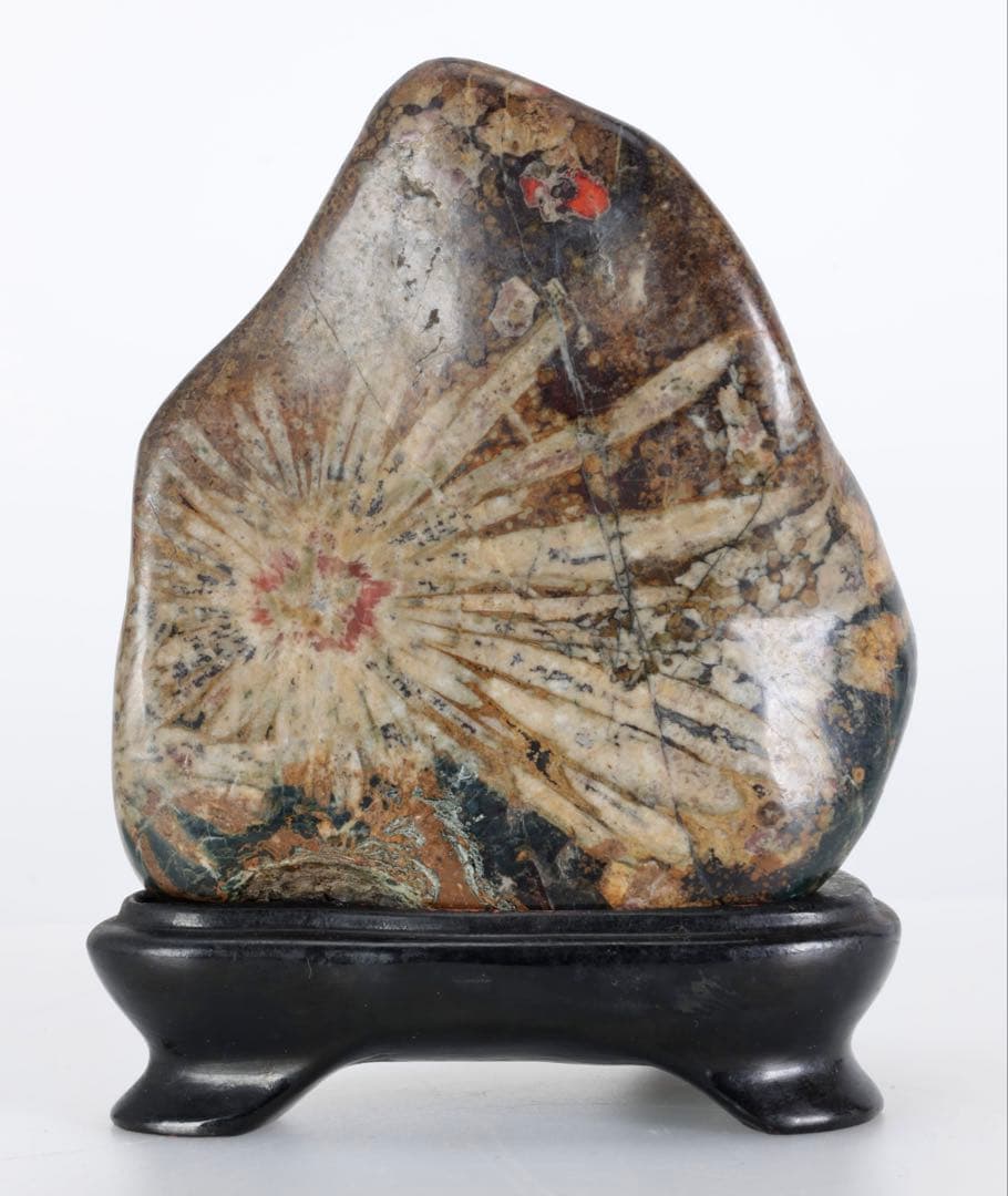 根尾谷 菊花石 サバ菊 八重一輪 紋石 共箱 台座付 872g 鑑賞石 水石