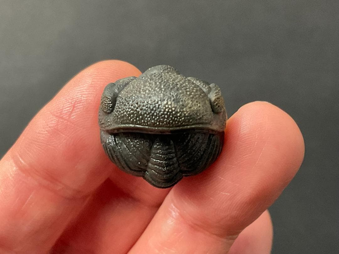 ファコプス 化石 [PH66] 三葉虫