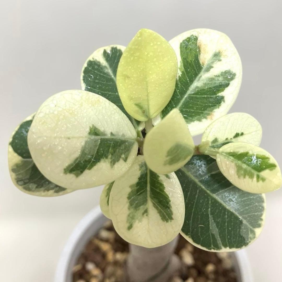 【極美斑・5号サイズ】パンダガジュマル　斑入り