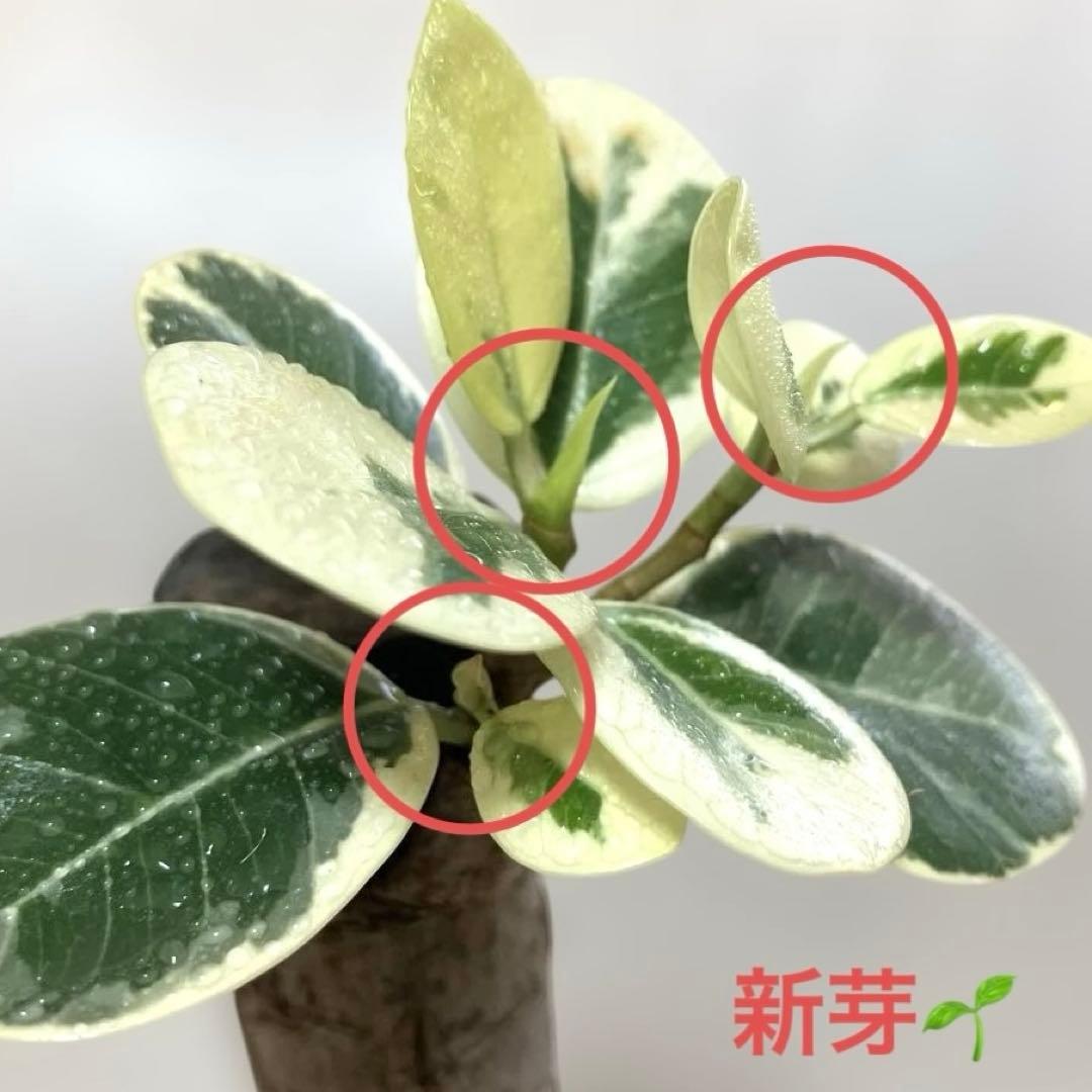 【極美斑・5号サイズ】パンダガジュマル　斑入り