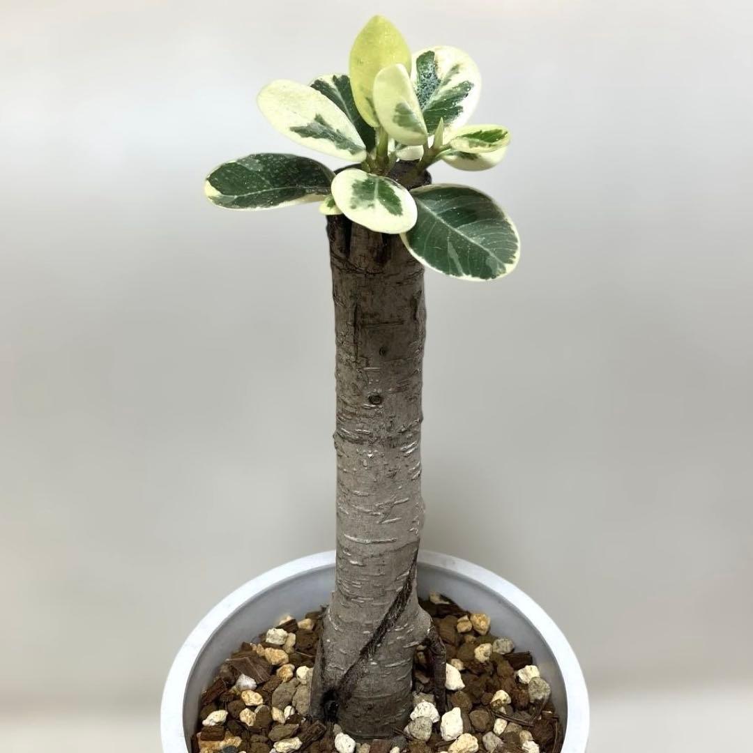 【極美斑・5号サイズ】パンダガジュマル　斑入り