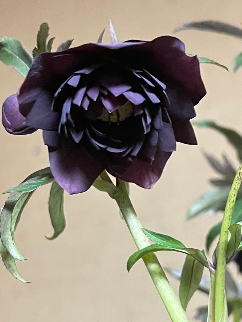 クリスマスローズ 広瀬園芸