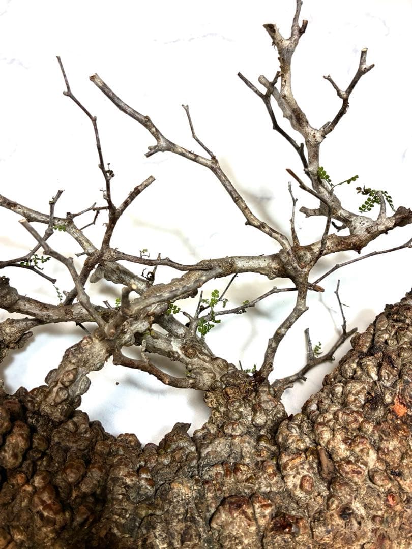 オペルクリカリアパキプス　ベアルート株