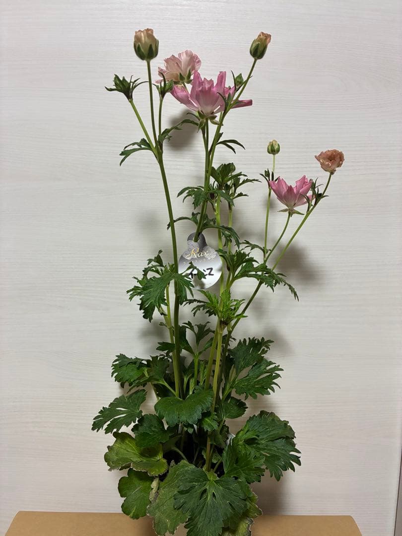 ラナンキュラスラックス　イーシス（希少種）　5号鉢　2苗