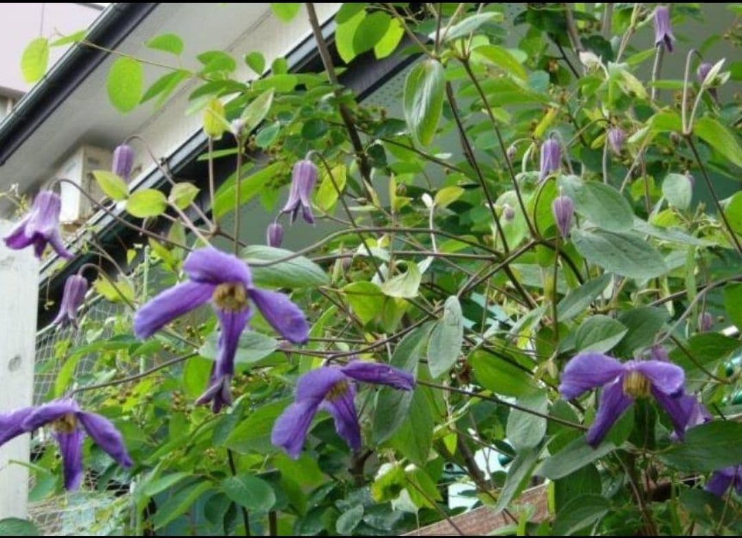 エリオステモン　挿し木苗