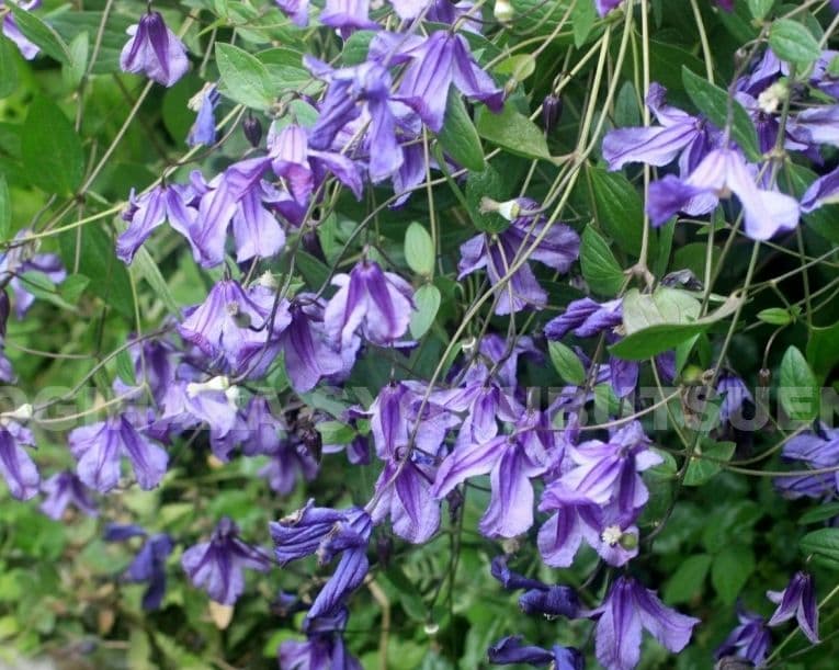 エリオステモン　挿し木苗