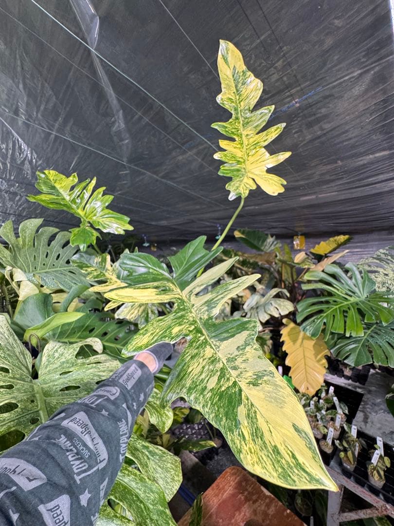 KN10 フィロデンドロン　キティナ　健康カット苗