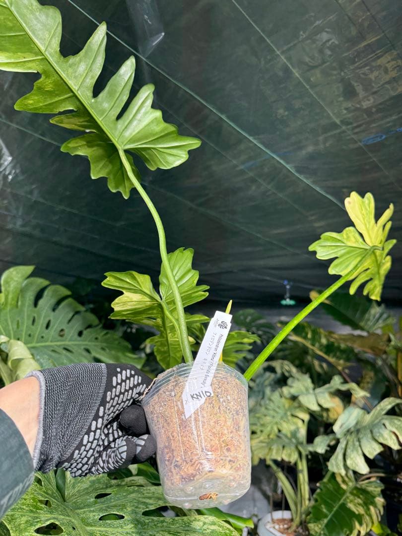 KN10 フィロデンドロン　キティナ　健康カット苗
