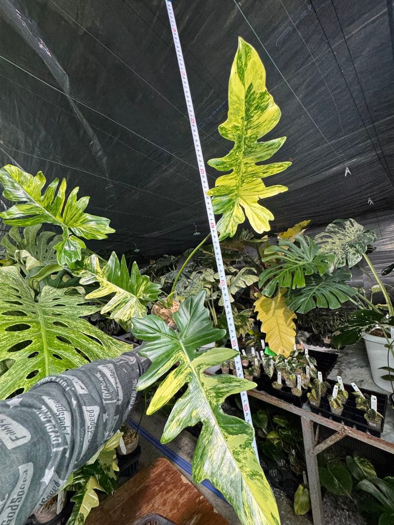 KN10 フィロデンドロン　キティナ　健康カット苗