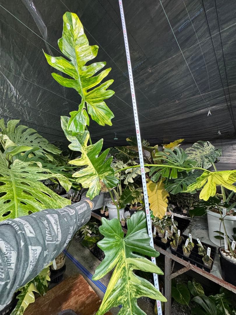 KN10 フィロデンドロン　キティナ　健康カット苗