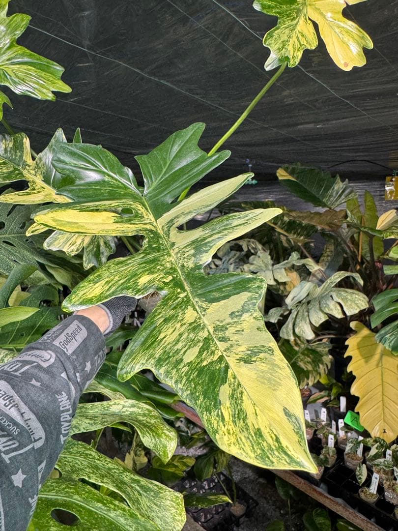 KN10 フィロデンドロン　キティナ　健康カット苗