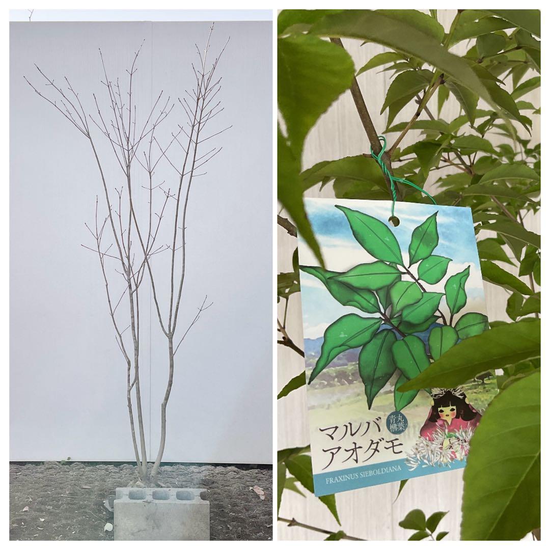 アオダモ　着払い品/ 32