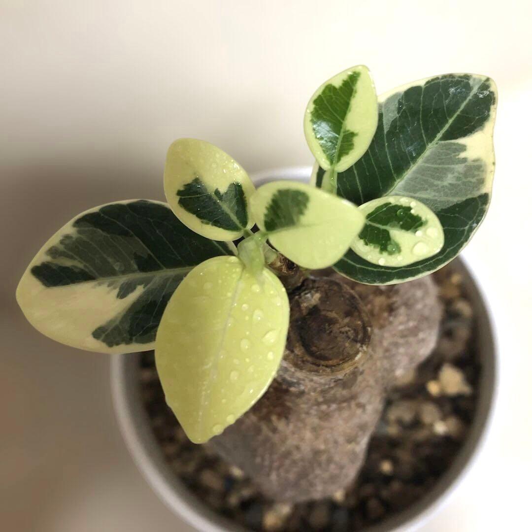 【本日SALE】パンダ　ガジュマル　斑入り　接木