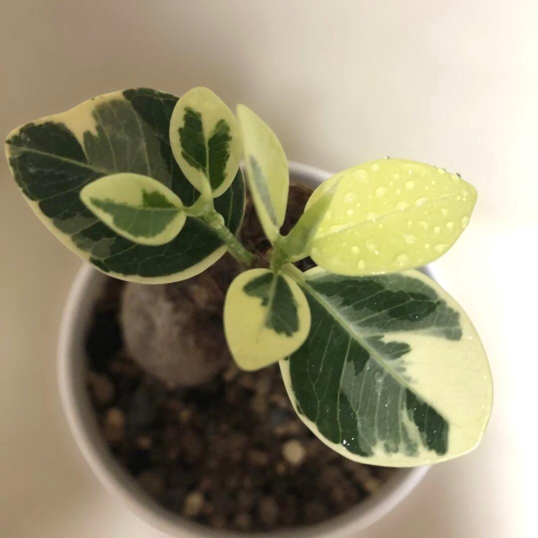 【本日SALE】パンダ　ガジュマル　斑入り　接木