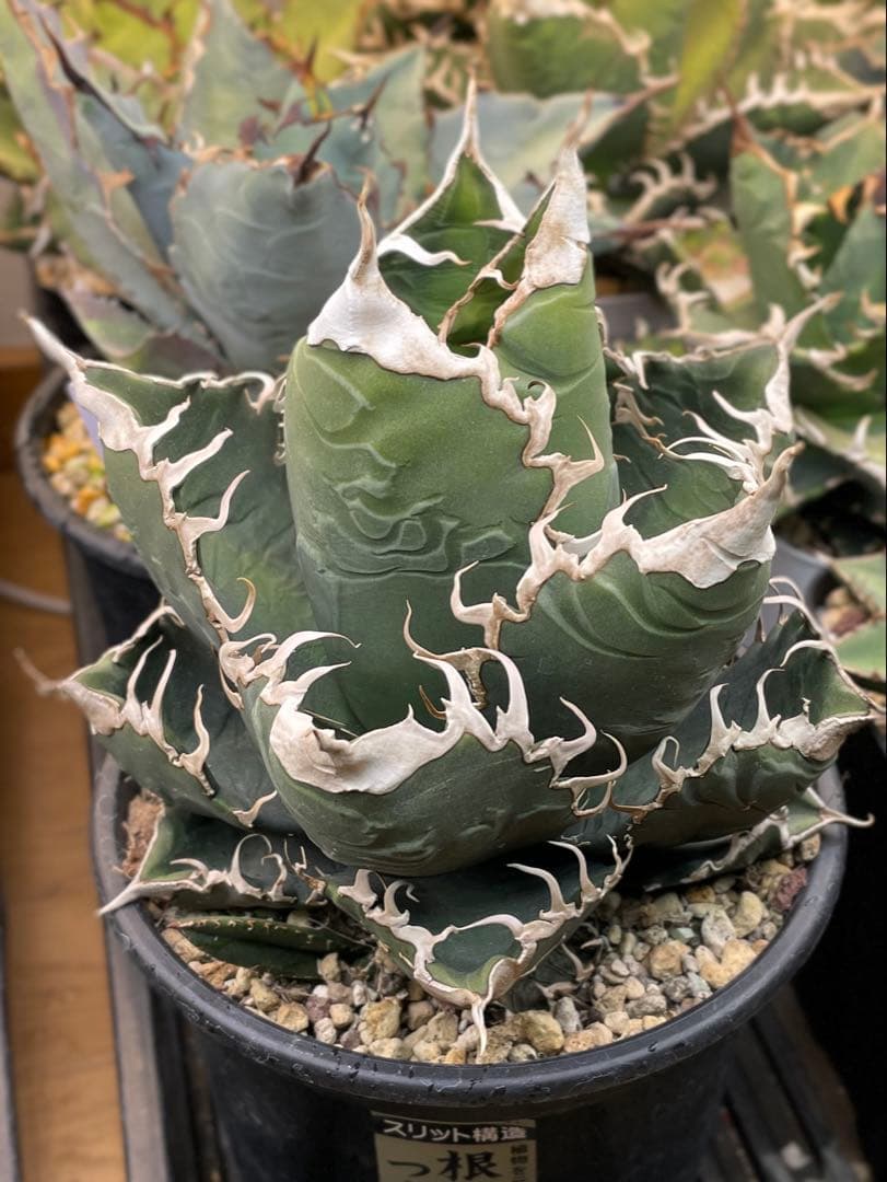 スーパーチタノタ親株　子株2つ付き