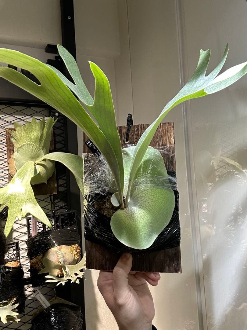 P.Elsa little crown mix スポア