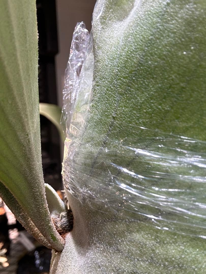 P.Elsa little crown mix スポア