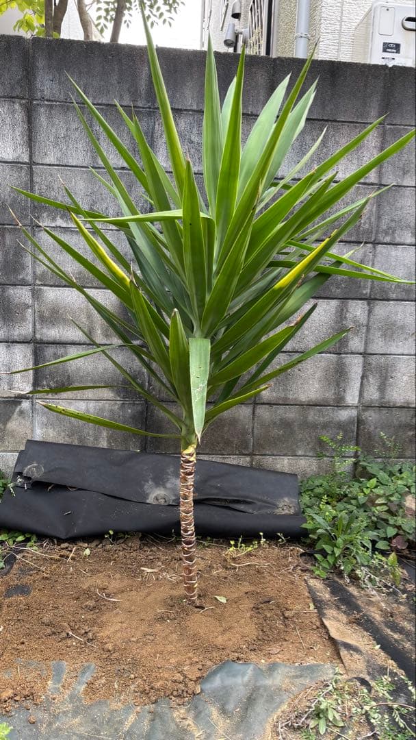 ユッカ 約1.5メートル