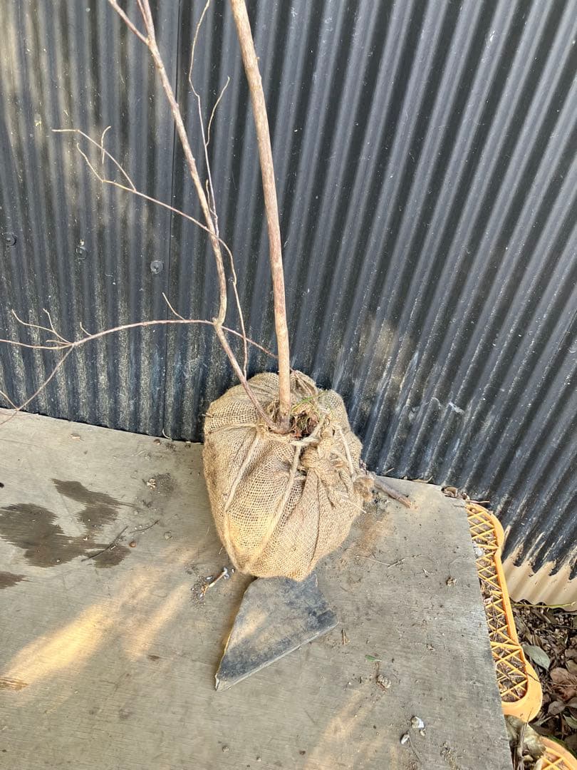 山採り　バイカツツジ