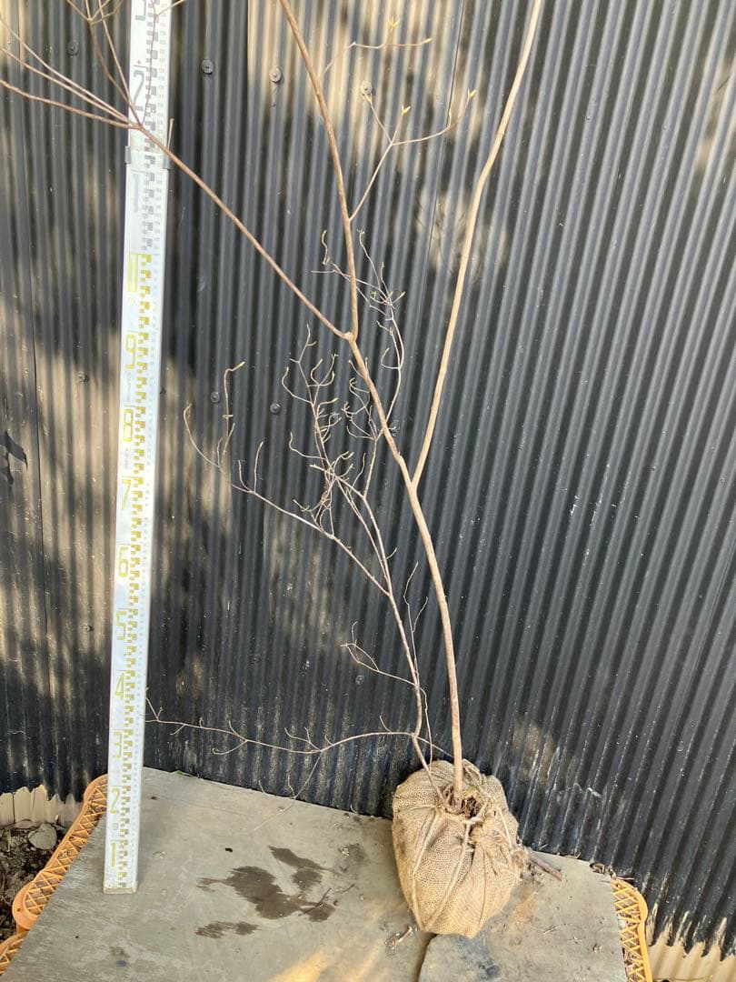 山採り　バイカツツジ