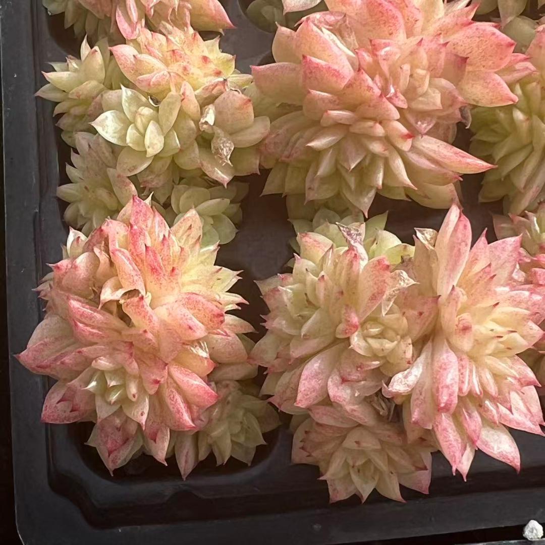 Top【選抜株】多肉植物　23519スパイ　シャッドー 105個　プラグトレー苗