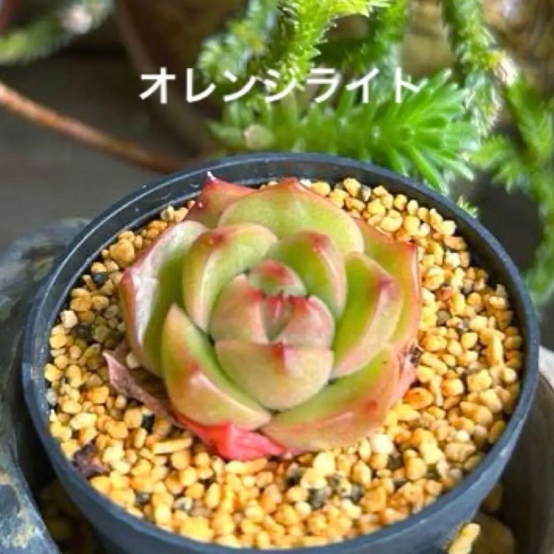 No.532 ❁オレンジライト❁ 抜き苗 多肉植物 寄せ植え
