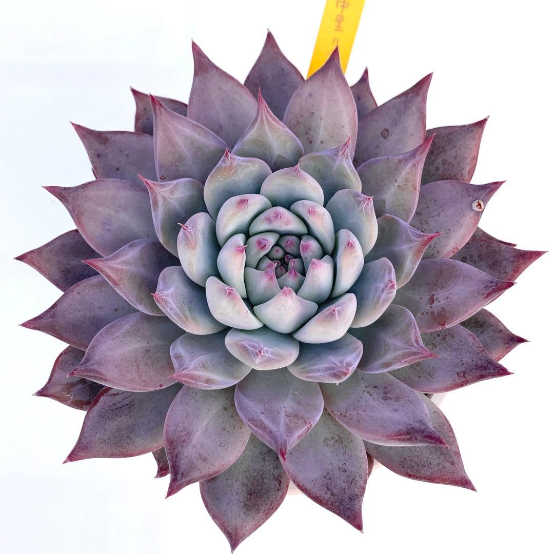 【極上苗】【札付き】 中里リンゼアナ 多肉植物 エケベリア 自家繁殖苗
