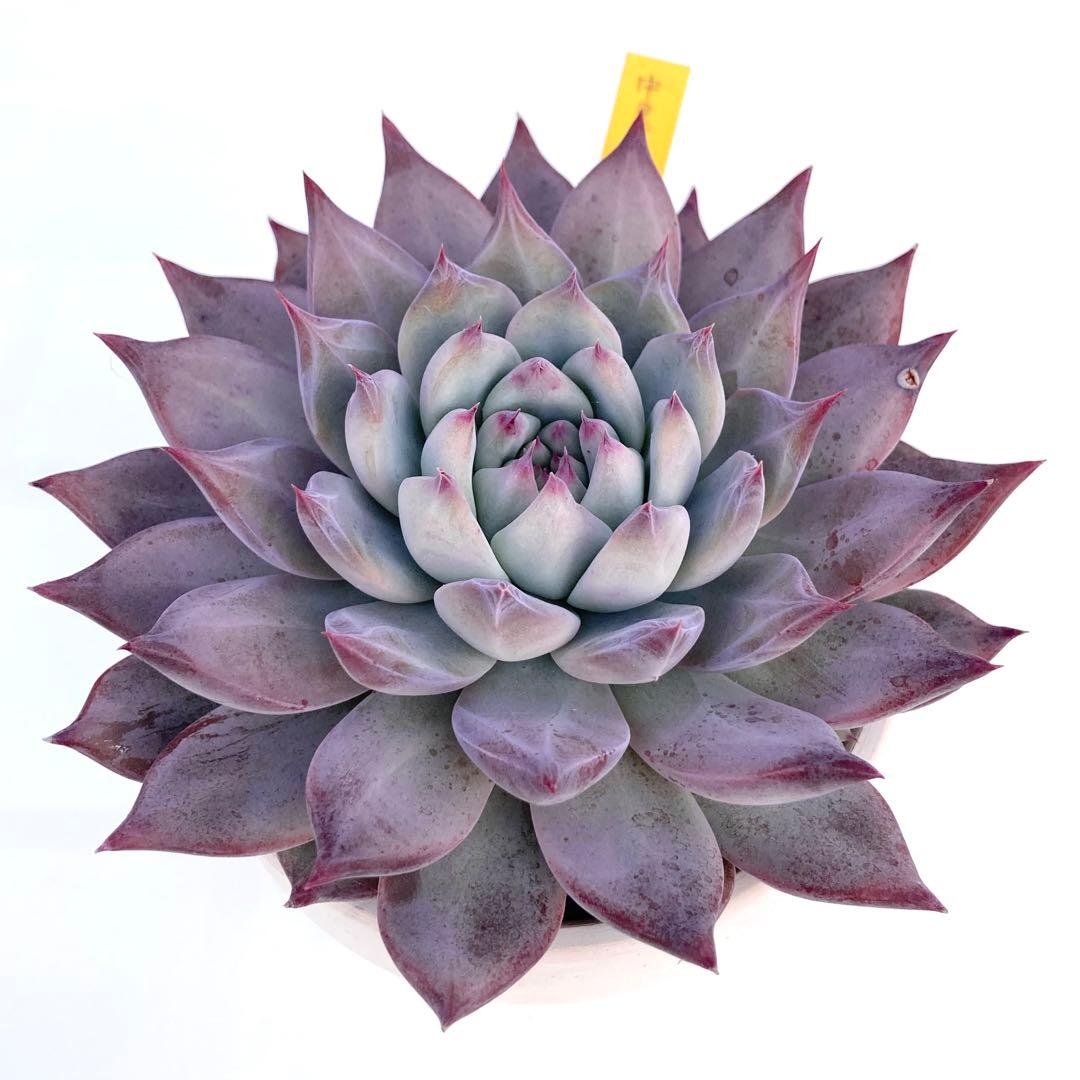 【極上苗】【札付き】 中里リンゼアナ 多肉植物 エケベリア 自家繁殖苗