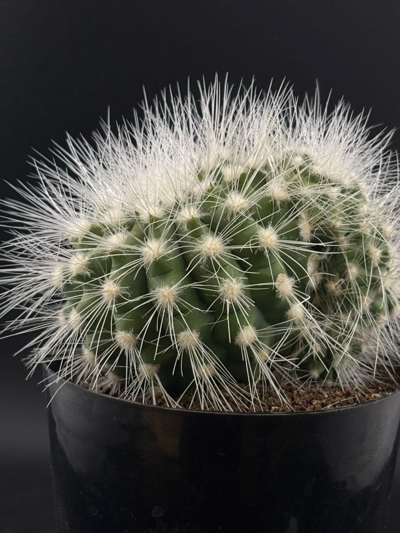 コピアポア　雷血丸　カキコ　台付