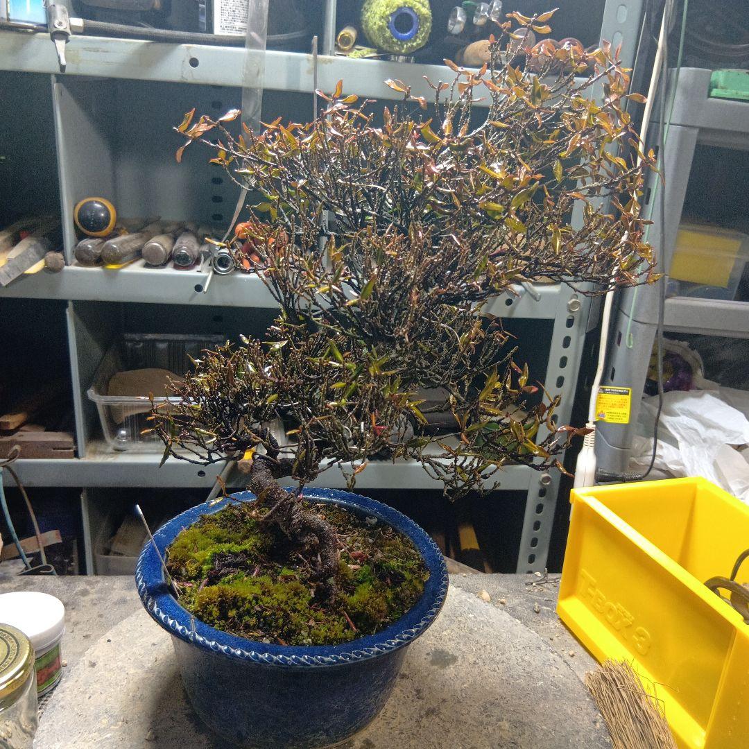 縮緬葛（かなり年数持ち込み古い）