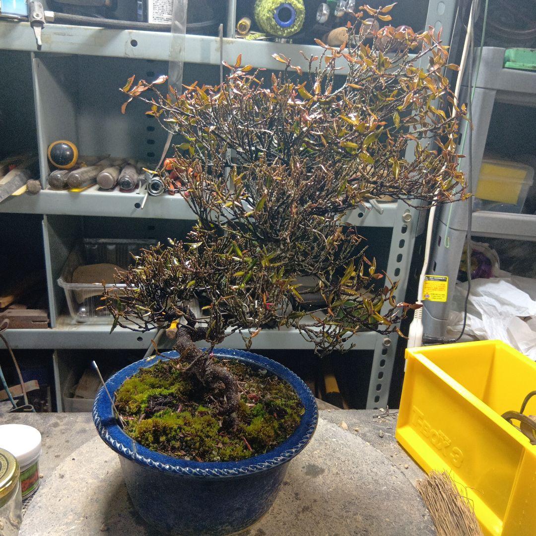 縮緬葛（かなり年数持ち込み古い）