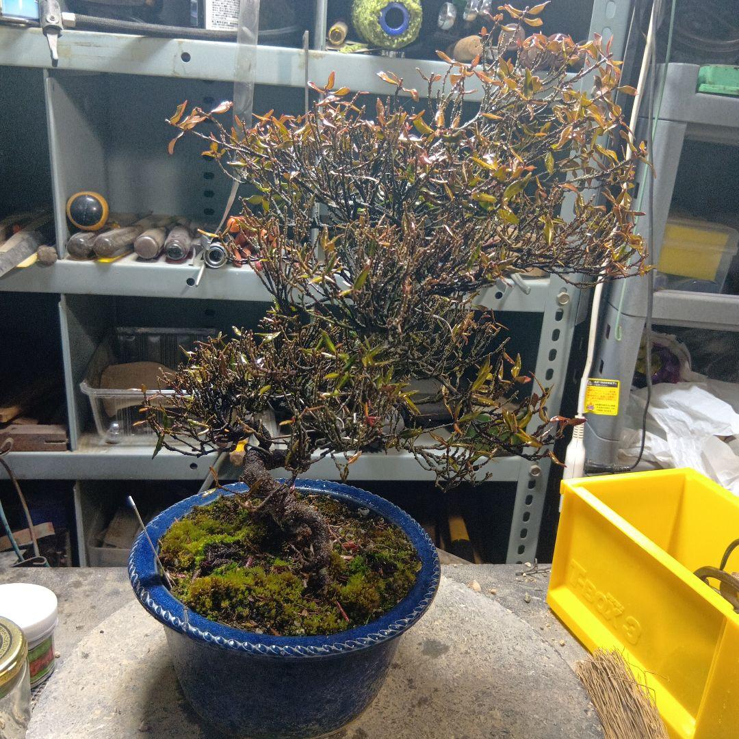 縮緬葛（かなり年数持ち込み古い）