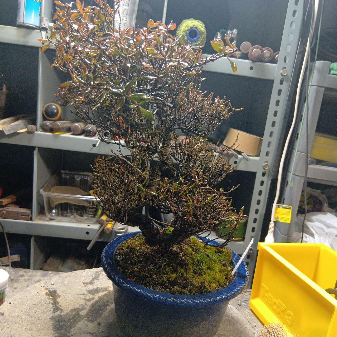 縮緬葛（かなり年数持ち込み古い）