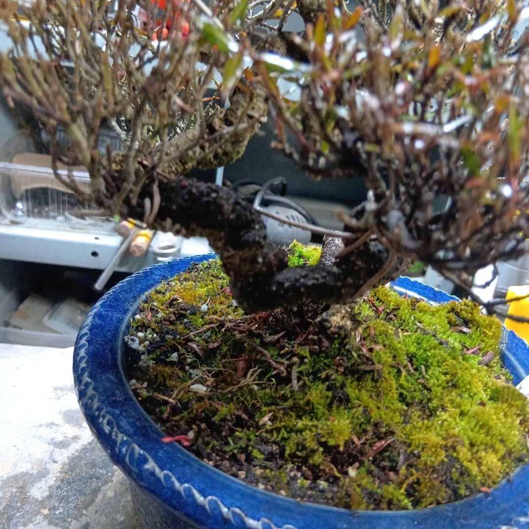 縮緬葛（かなり年数持ち込み古い）