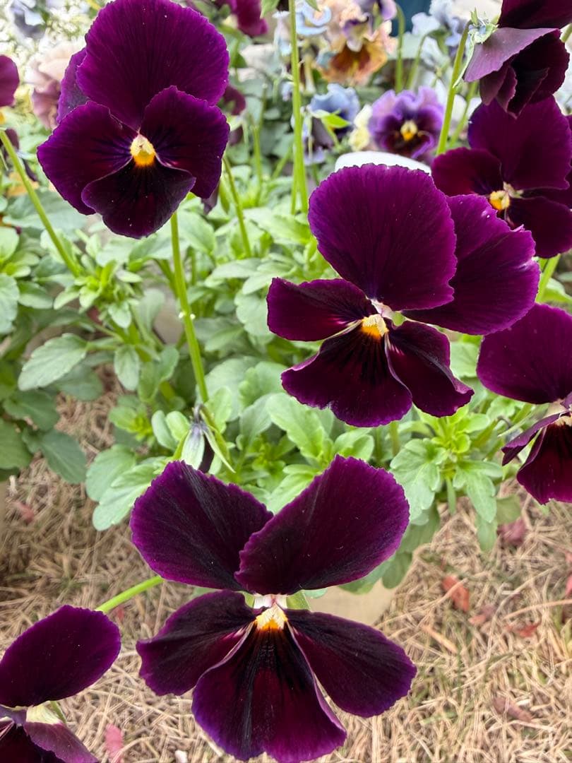 tami様　おまとめ用画面